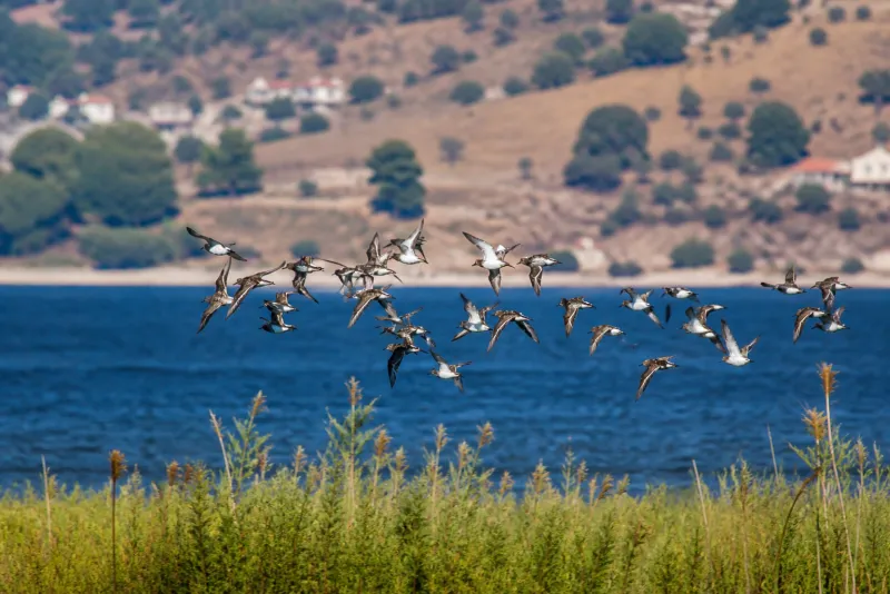 Kuş Gözlemciliği